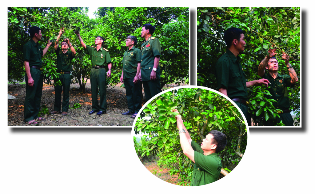 Hội viên Hội Cựu chiến binh xã Lực Hành thi đua phát triển kinh tế, làm giàu từ trồng cây bưởi hàng hóa.
