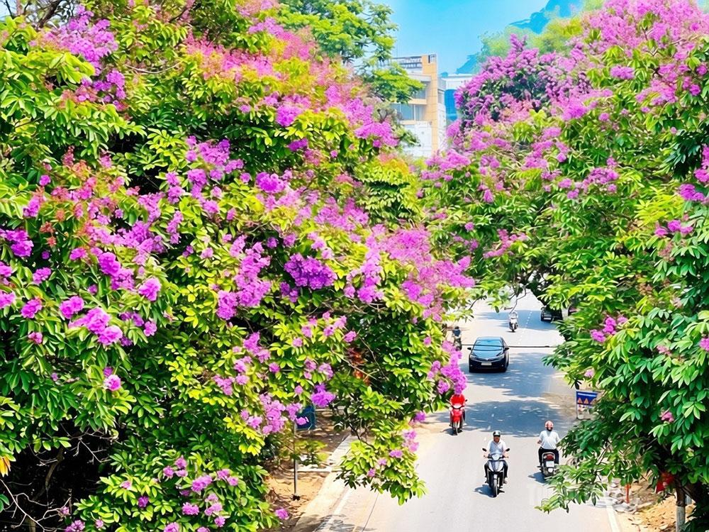 Đầu tháng 5 trên những tuyến đường của phường Minh Xuân hoa Bằng lăng nở rộ, màu tím đặc trưng báo hiệu mùa hè về.