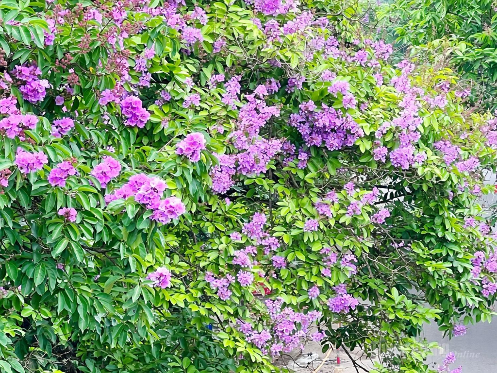 Hằng năm, Bằng lăng bước vào mùa nở rộ từ khoảng tháng 5 đến tháng 6.