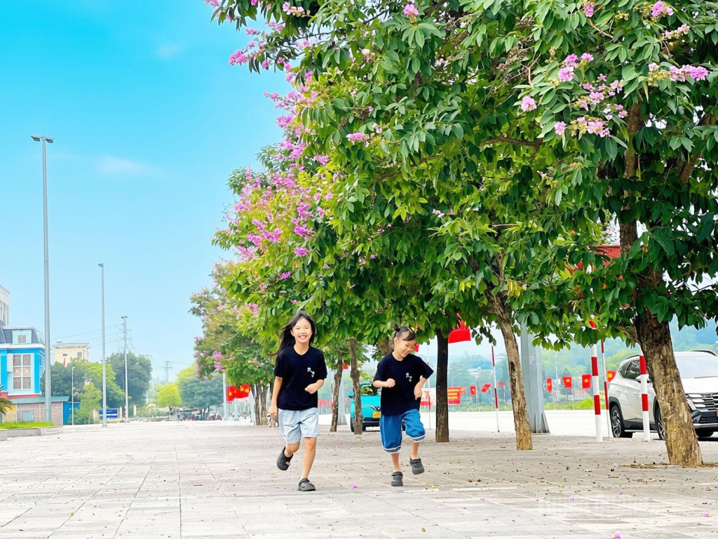 Không chỉ ở các tuyến đường, Bằng lăng còn được trồng ở những nơi sinh hoạt cộng đồng vừa tạo bóng mát, vừa tạo cảnh quan.