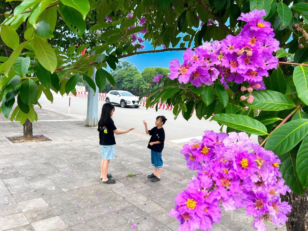 Các em nhỏ vui chơi dưới tán Bằng lăng.