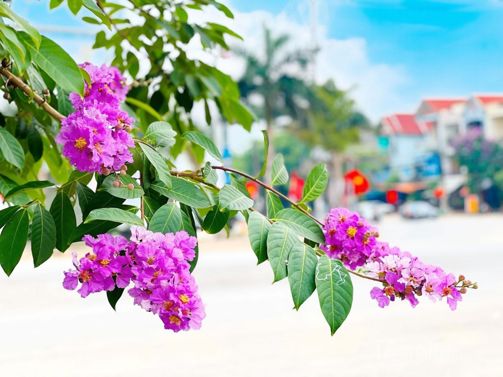 Hoa Bằng lăng mọc thành từng chùm ở đầu cành.
