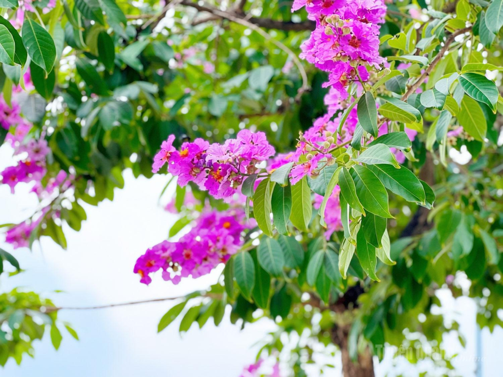 Cánh hoa mỏng nhẹ, khi nở tạo thành từng lớp xếp chồng tạo hiệu ứng rực rỡ khi ánh nắng chiếu vào.