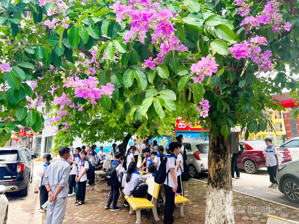Dưới gốc Bằng lăng nơi cổng trường, các cô, cậu học sinh trò chuyện sau mỗi buổi học.