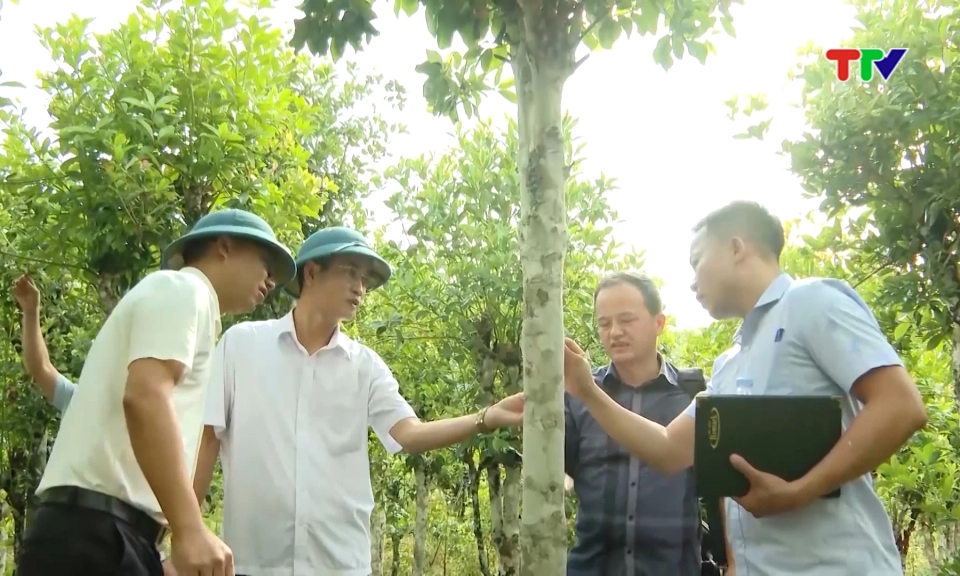 Chuyển đổi cơ cấu c&acirc;y trồng n&acirc;ng cao thu nhập