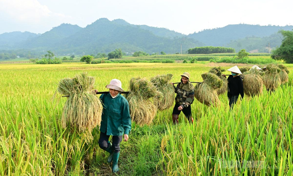 N&ocirc;ng d&acirc;n hối hả thu hoạch l&uacute;a Xu&acirc;n
