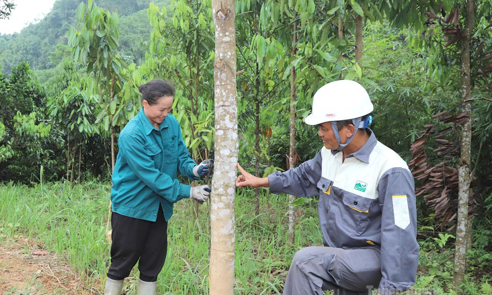 Triển vọng từ c&acirc;y Quế