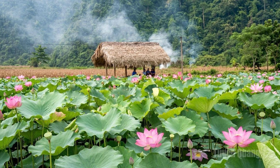 Sen hồng gọi m&ugrave;a hạ