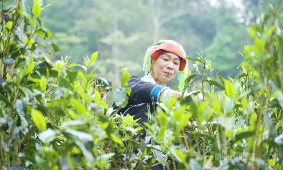 "V&agrave;ng xanh" Cao Bồ