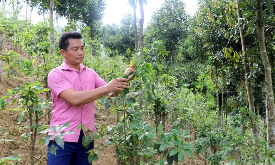 Star anise brings new hope to highland farmers