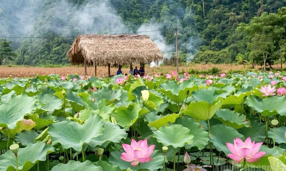 Lotus season