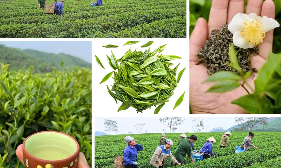 Gen Z entrepreneur builds VietGAP tea brand