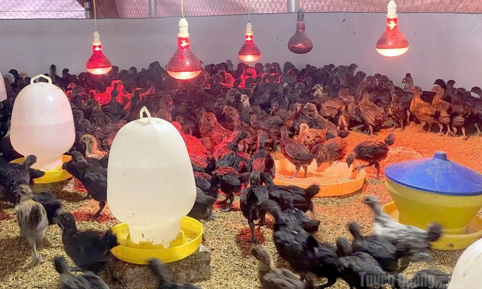 Rising with black-boned chickens