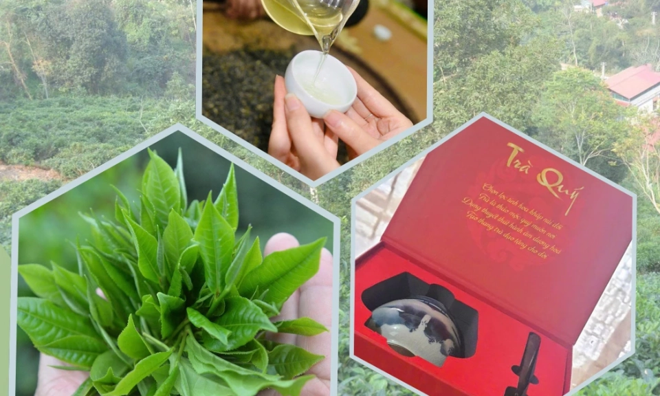 Do Khoa Tea: Preserving the essence of Shan Tuyet Tea through meticulous organic production