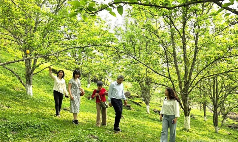 Green tourism