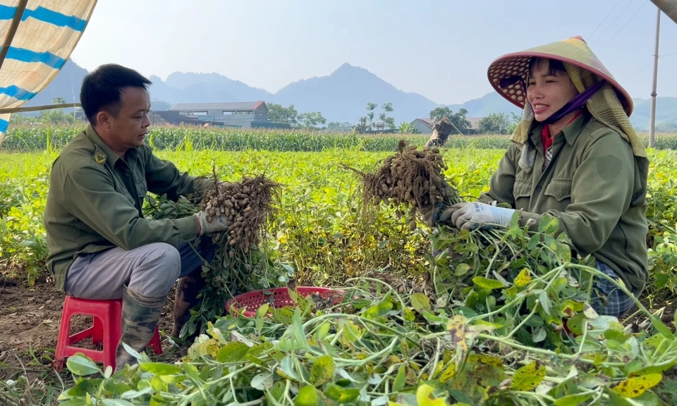 Minh Quang rộn r&agrave;ng v&agrave;o m&ugrave;a thu hoạch lạc