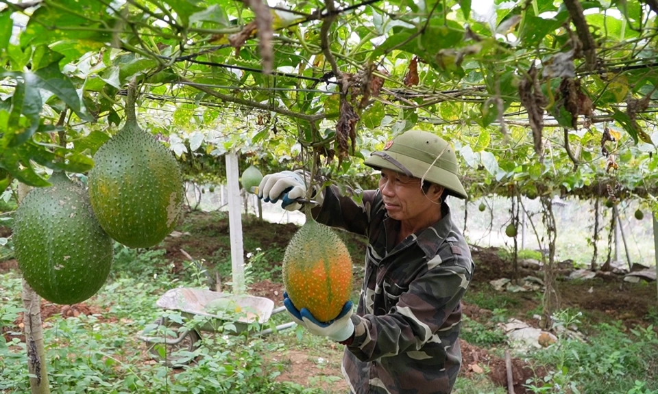 N&ocirc;ng d&acirc;n chủ động chuyển đổi c&acirc;y trồng, th&iacute;ch ứng biến đổi kh&iacute; hậu
