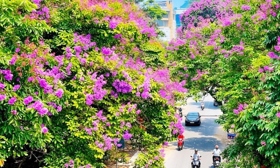 Sắc t&iacute;m Bằng lăng