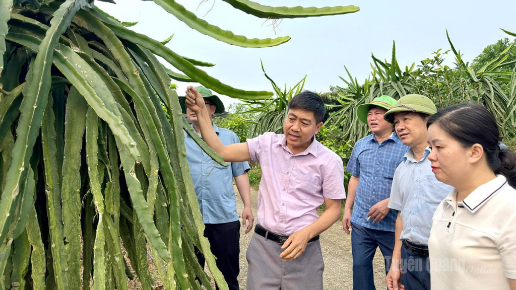 Người dân xã Yên Phú được hướng dẫn kỹ thuật trồng thanh long theo tiêu chuẩn VietGAP.