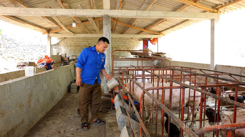 Anh Mua Mí Chá chăm sóc đàn lợn của gia đình.