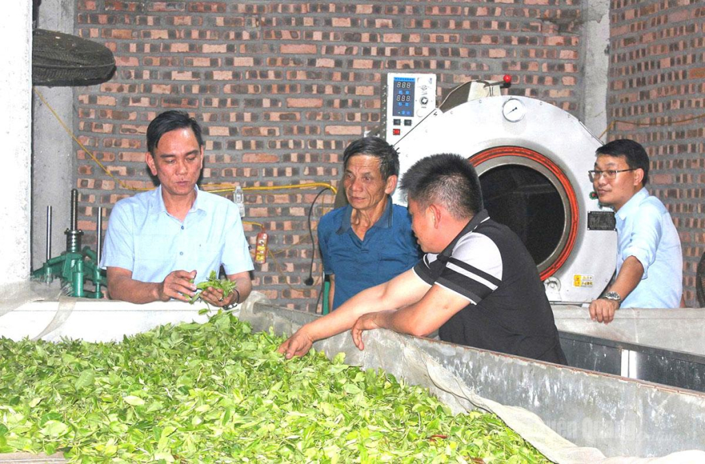 Đồng chí Đào Xuân Hòa, Phó Bí thư Đảng ủy, Chủ tịch UBND xã Trung Thịnh  (đầu tiên từ trái sang) trao đổi, nắm bắt tình hình sản xuất chè tại cơ sở chế biến của  người dân thôn Đông Thang.