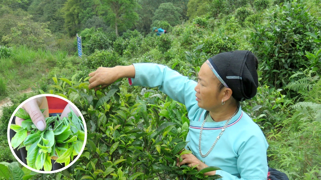 Những búp chè Shan tuyết được thu hái thủ công để giữ chất lượng nguyên liệu trước khi chế biến