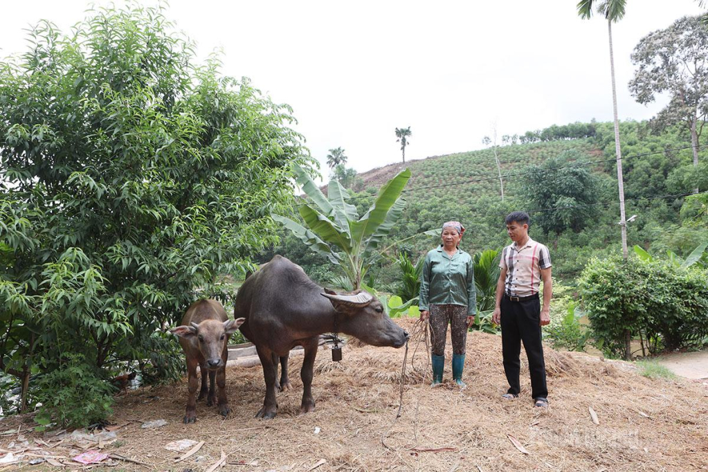 Người dân xã Đông Thọ được hỗ trợ trâu  sinh sản.