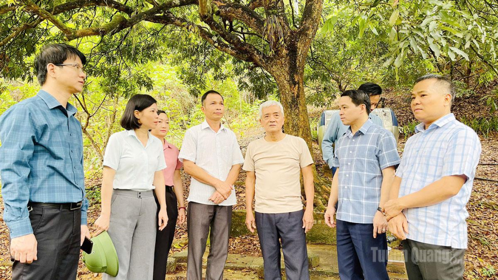 Lãnh đạo xã Bình Ca khảo sát các mô hình trồng cây ăn quả tiêu biểu trên địa bàn xã.