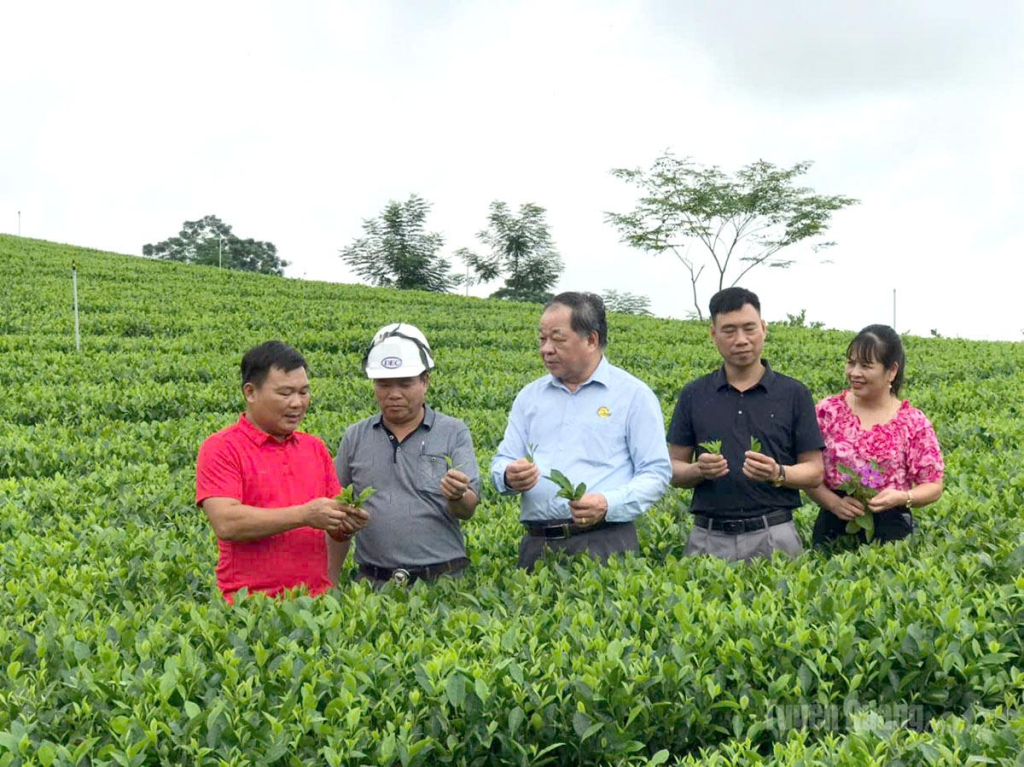 Đồng chí Hà Phúc Mịch, Chủ tịch Hiệp hội Nông nghiệp Hữu cơ Việt Nam thăm mô hình  trồng chè tại xã Tân Thành.