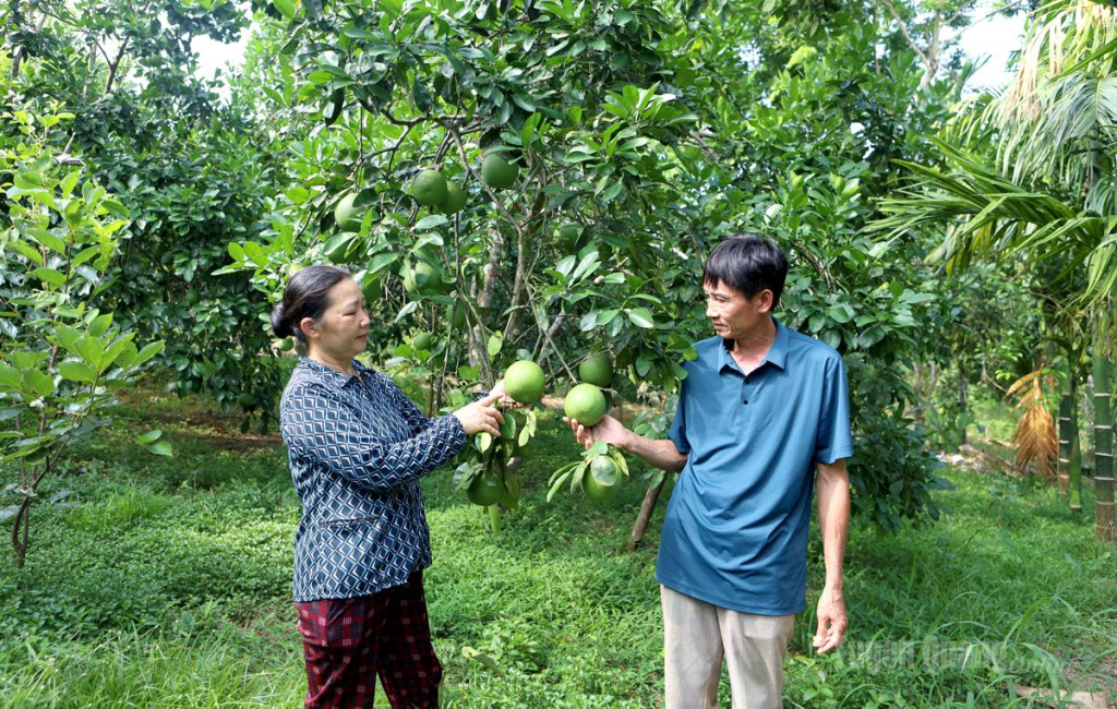 Chị Hoàng Thị Ánh kiểm tra vườn bưởi Soi Hà.