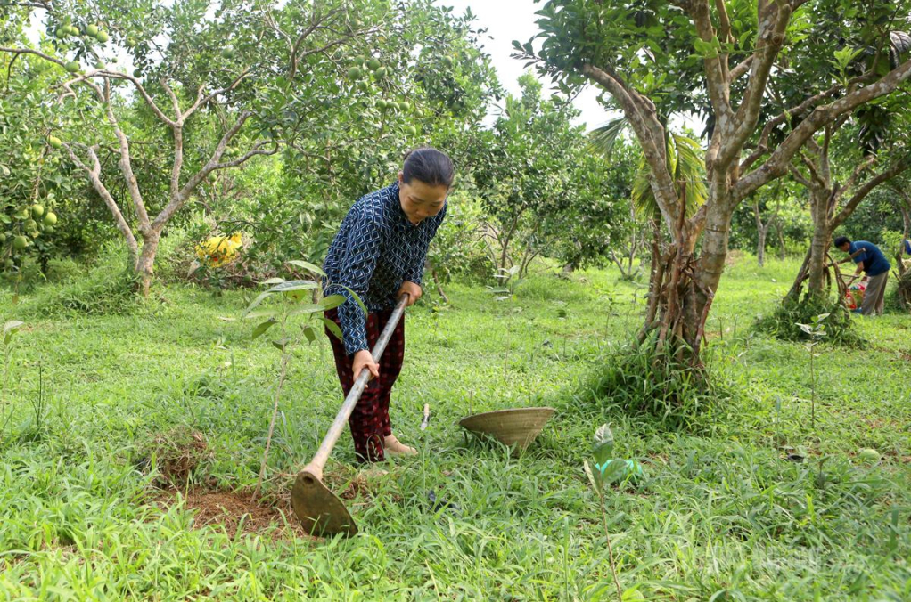 Chị Hoàng Thị Ánh chăm sóc cây trà hoa vàng dưới tán bưởi.