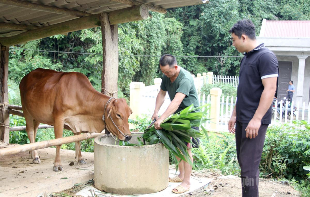 Người dân Khau Luông chăn nuôi phát triển kinh tế.