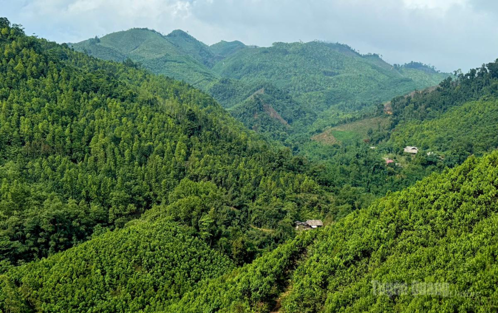 Những cánh rừng xanh tốt ở Khau Luông.