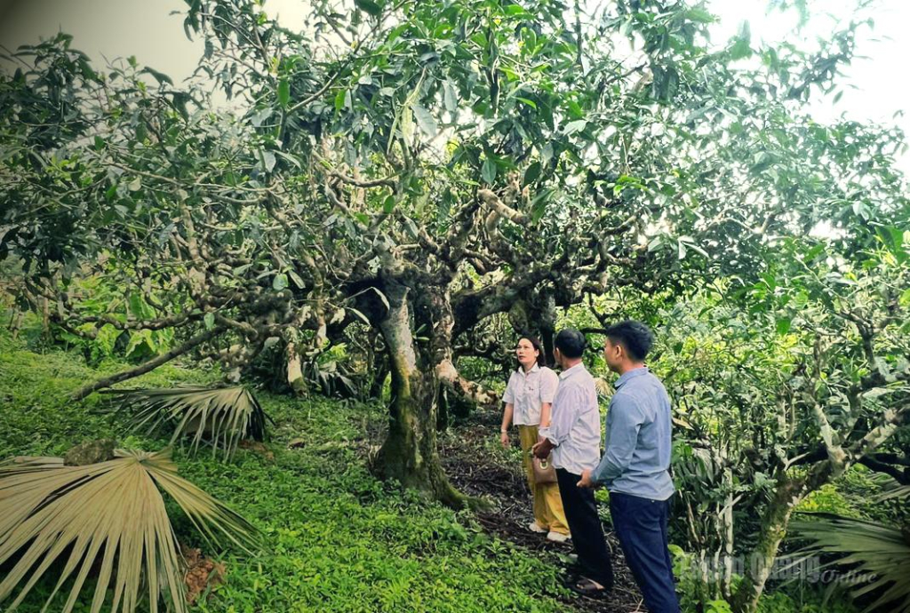 ào làng được chiêm ngưỡng những gốc chè Shan Tuyết cổ thụ trăm năm tuổi.