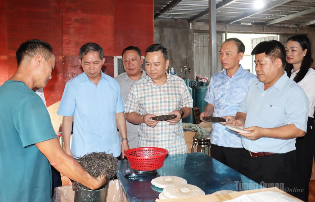 Phó Chủ tịch UBND tỉnh Đỗ Hùng Đức tham quan cơ sở chế biến chè Shan tuyết tại xã Tùng Vài.