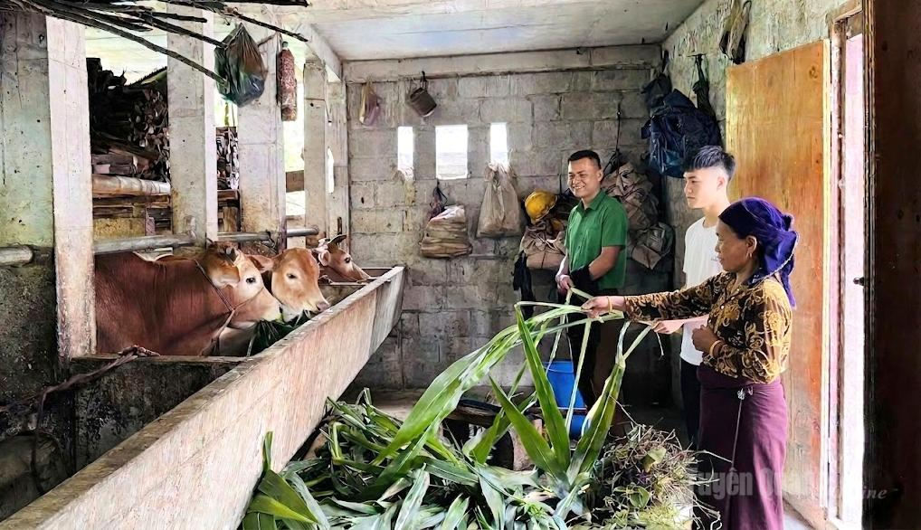 Dự án hỗ trợ bò sinh sản giúp người dân thôn Suối Tỷ có thêm sinh kế.