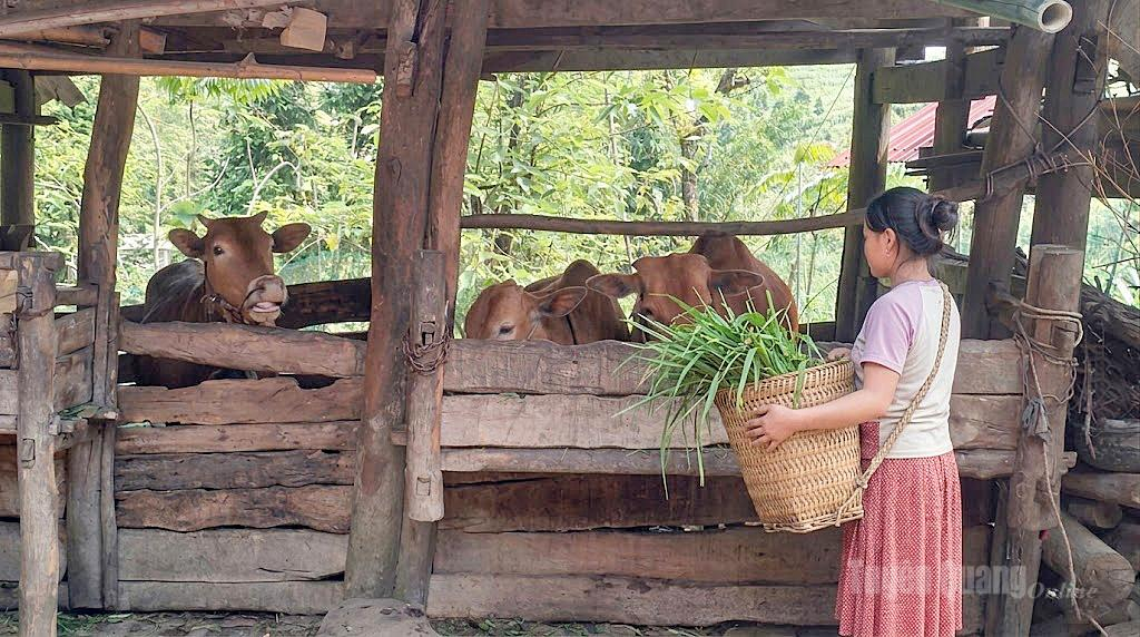 Người dân chủ động nguồn thức ăn cho đàn bò.