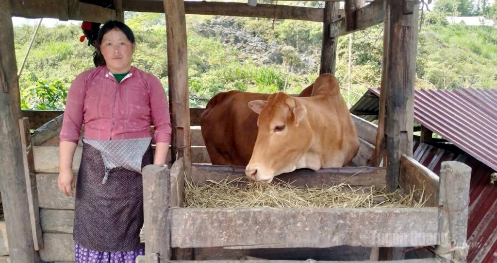 Đàn bò sinh sản đang phát triển tốt, mở ra cơ hội thoát nghèo cho nhiều hộ dân thôn Suối Tỷ.