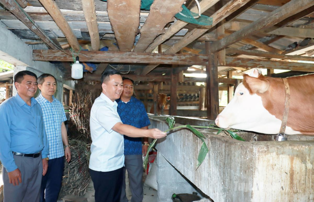 Đồng chí Đỗ Hùng Đức, Phó Chủ tịch UBND tỉnh thăm mô hình nuôi bò tại thôn Há Lìa, xã Thắng Mố.