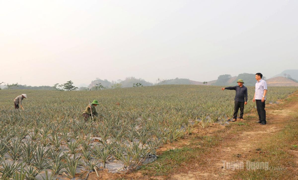 Cán bộ Trung tâm dịch vụ công xã Sơn Dương thăm, kiểm tra tình hình phát triển tại các vườn dứa.