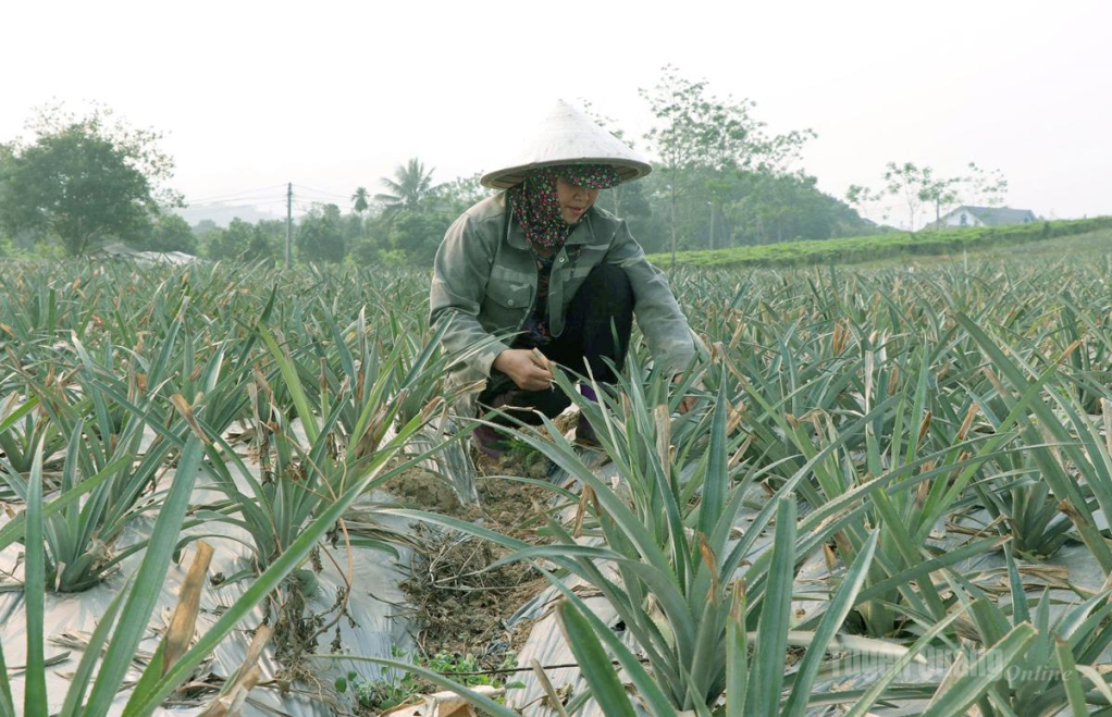 Cây dứa được trồng tại xã Sơn Dương  đang cho những tín hiệu phát triển tốt.