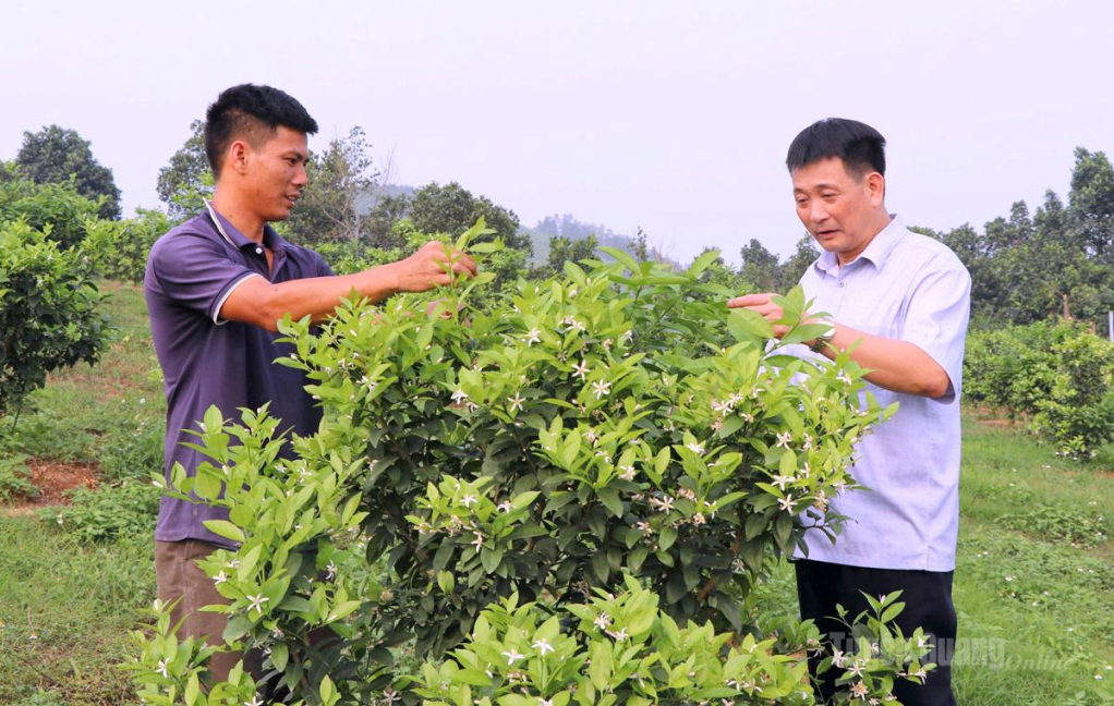 Cán bộ Trung tâm dịch vụ công xã Sơn Dương thăm các vườn chanh tại thôn Tân Thịnh.