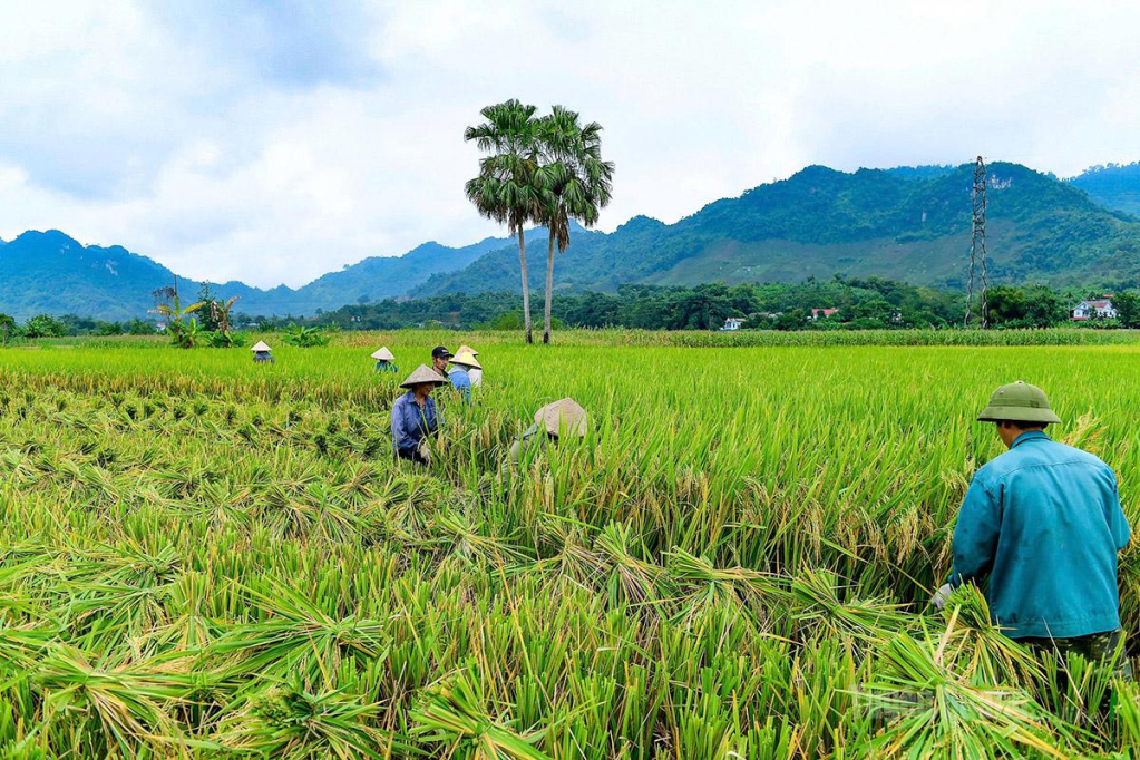 Nông dân xã Yên Nguyên  tập trung thu hoạch lúa Xuân.