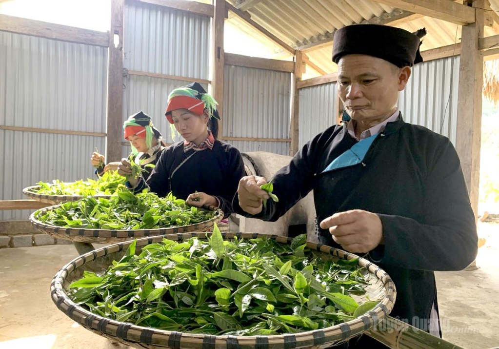 Ông Đặng Văn Háu, Giám đốc Hợp tác xã Trà Pèng, thôn Xà Phìn lựa chọn những búp chè Shan Tuyết đạt tiêu chuẩn trước khi sơ chế.