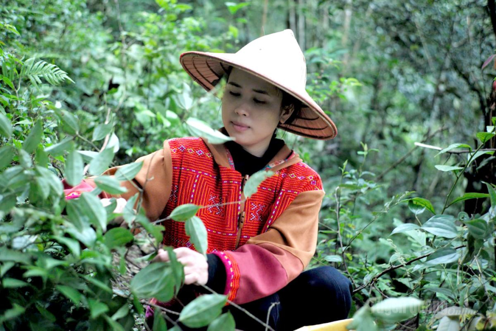 Chị Tạ Thảo Nhi thu hái thảo dược phục vụ sản xuất men lá Mã Hồng.