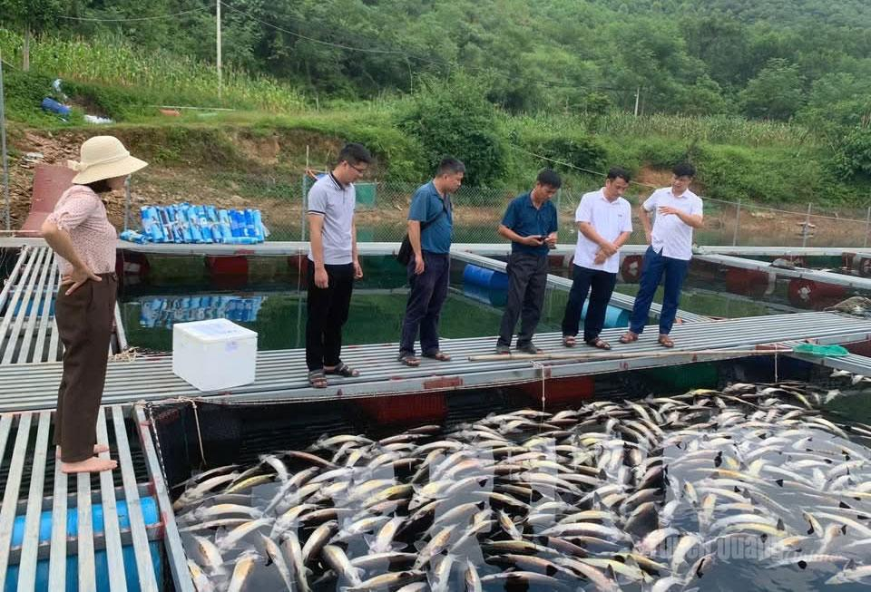 Đoàn kiểm tra của Chi cục Chăn nuôi, thú y và thủy sản kiểm tra tại hiện trường khu vực nuôi cá.
