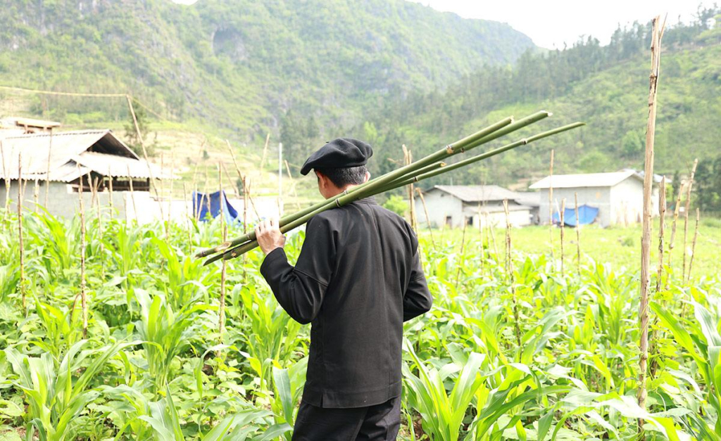 Khu vực trồng trúc nằm ngay sau nhà anh Giàng Nỏ Già, giúp gia đình chủ động một phần nguyên liệu để chế tác khèn Mông.