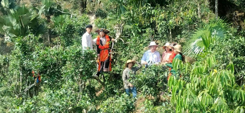 Người Dao đỏ xã Bình An thu hái chè Shan tuyết Khau Mút.