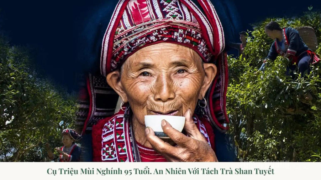 Fìn Hò trà với hình ảnh đại diện trứ danh.