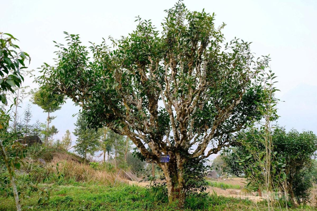 Những cây chè Shan tuyết cổ thụ hàng trăm năm tuổi được công nhận là Cây di sản ở khu vực các xã phía Tây của tỉnh.